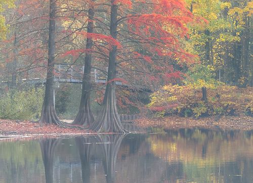 Herfst in het wandelbos