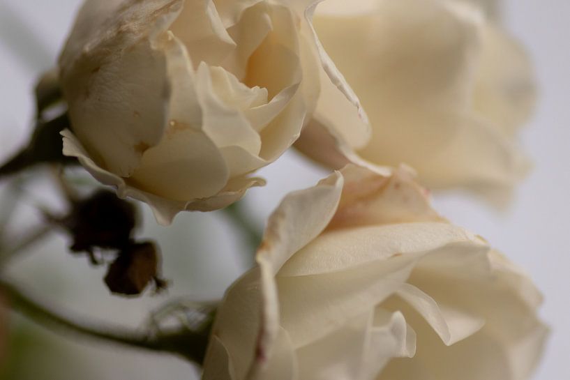 Verblasste Romantik von Ilona Mikkers