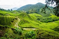 Path through Cameron Higlands tea plantation by Ellis Peeters thumbnail