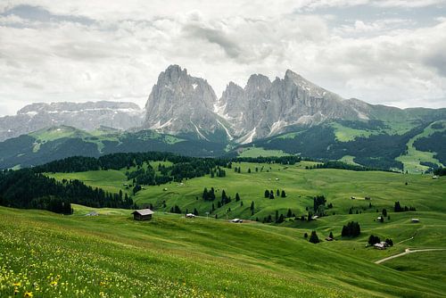 Alpenweide met uitzicht op de bergen