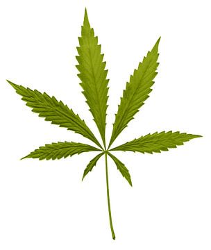 Feuille de cannabis sur Achim Prill