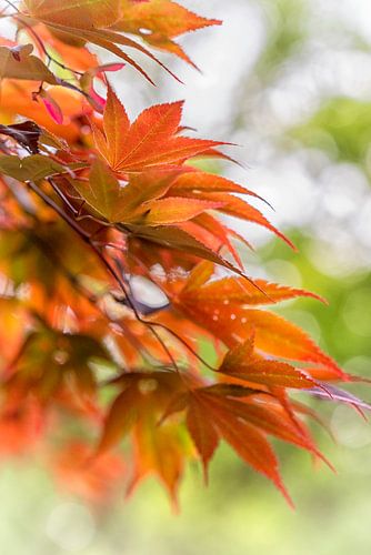 Japanse Esdoorn