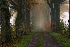 Herbstlicher Wald von Jacco van Son