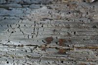 Oud hout