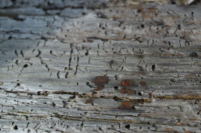 Oud hout by Marcia van de Bovenkamp
