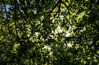 Zonnestralen schijnen door de boom heen van Stedom Fotografie thumbnail