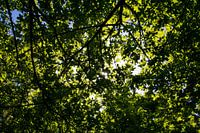 Sonnenstrahlen scheinen durch den Baum.