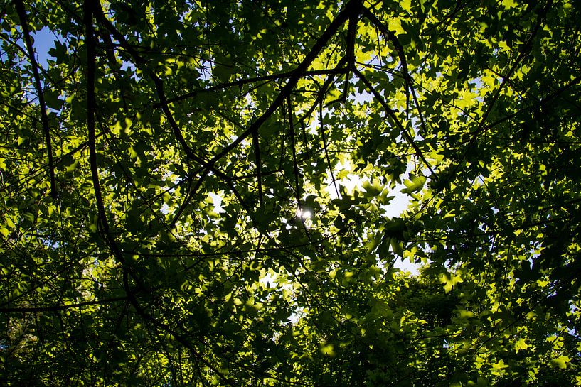 Zonnestralen schijnen door de boom heen van Stedom Fotografie