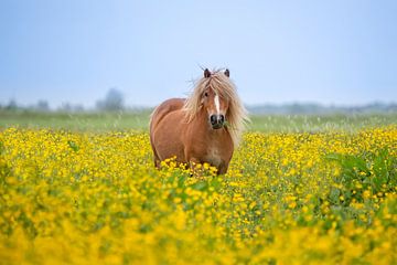 Pony in de wei  /  Ponny between the flowers van Wim Kanis