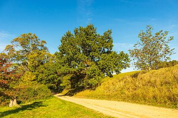 Landschaft mit Weg und Bäumen bei Hohen Demzin