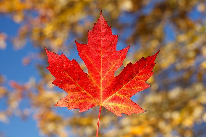 Red maple leaf and blue sky by Torsten Krüger