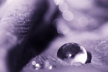 Violet drop van Jessica Berendsen