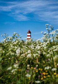 Sommerblumen überfluten den Alnes-Leuchtturm von qtx