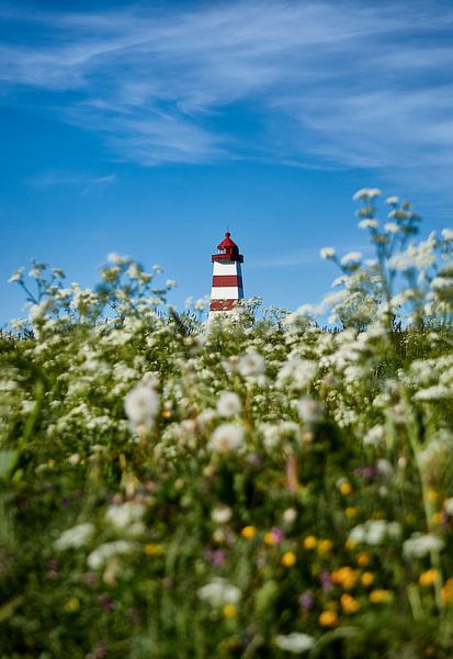 Summer flowers flood the Alnes Lighthouse by qtx