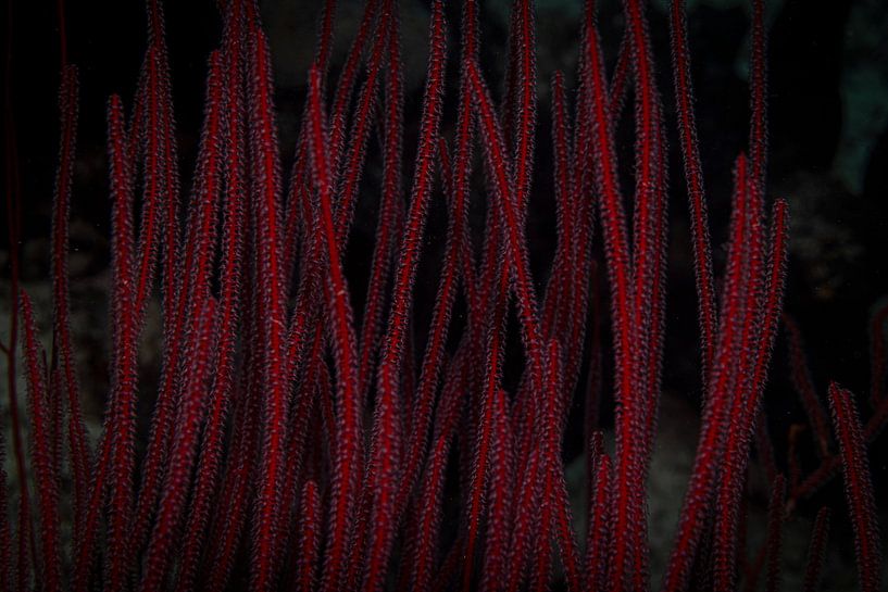 Red corals, Sipadan Island, Malaysia by Travel Tips and Stories