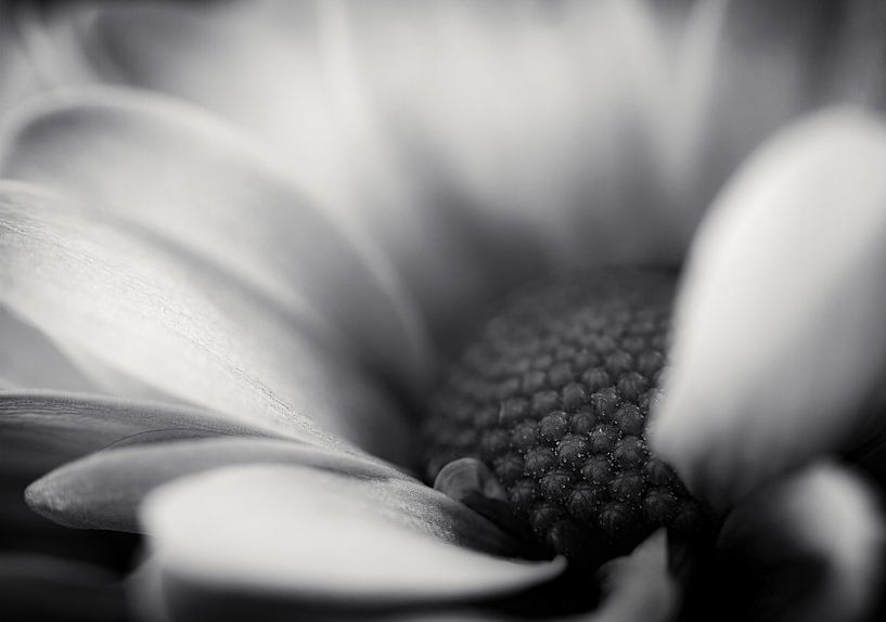 Wild by Corinna van der Ven