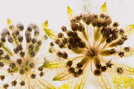 Astrantia in crystal clear ice 3