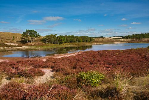 Heide in Noord-Holland