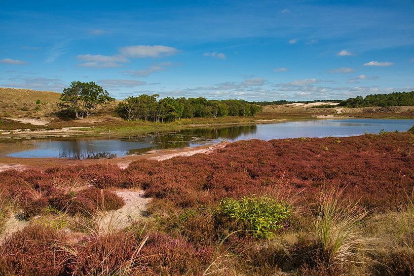 Heide in Noord-Holland van Tanja Voigt