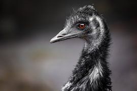 Emu