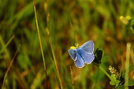 acacia blauwtje by Rubin Versigny