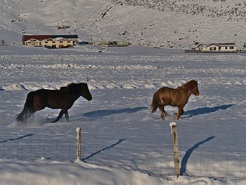 IJslandse paarden in galop van Timon Schneider