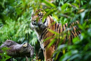 Close-up van een  Sumatraanse tijger in de natuur van Chihong