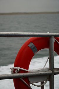 Repérez les phoques sur la mer des Wadden - une expérience unique en bateau !