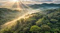 Magisches Licht über der Waldlandschaft