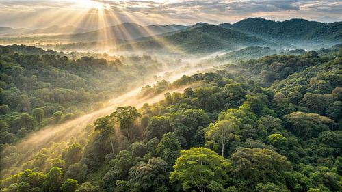 Magisch licht over het boslandschap