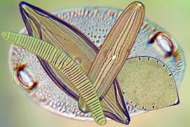 Diatomeeën compositie fruitschaal van appie bonis