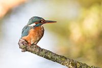 Birds - Common kingfisher female calls the male