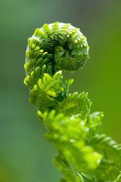 Rolling fern (Athyrium)