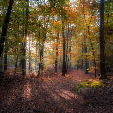 Sunrise in the pan forest of Utrecht by Jolanda Aalbers