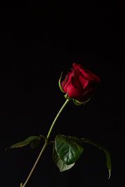 Scarlet Solitude by Cindy Coenen Fine Art