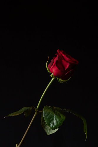 Scarlet Solitude
