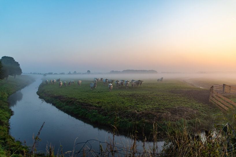 Weiland met koeien in de mist van Ralf Bankert