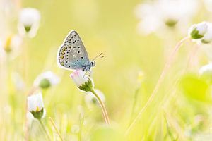 icarusblauwtje op madeliefjes