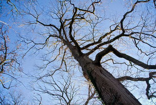 Een boom de zon en de blauwe lucht.