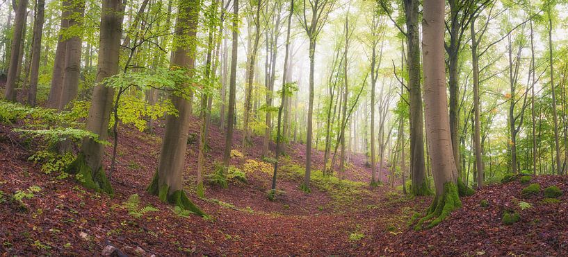 Early morning in the green forest by Tobias Luxberg