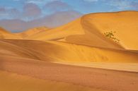 Sand dunes of Swakopmund by Antwan Janssen thumbnail