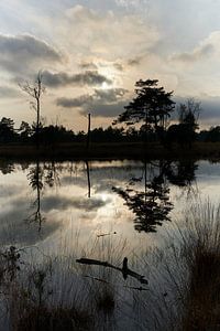 Reflexion in einem Teich