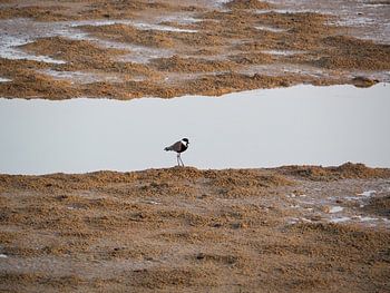 Een Sporenkievit maakt zijn ochtendwandeling