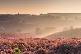 posbank in bloom by Bart Harmsen