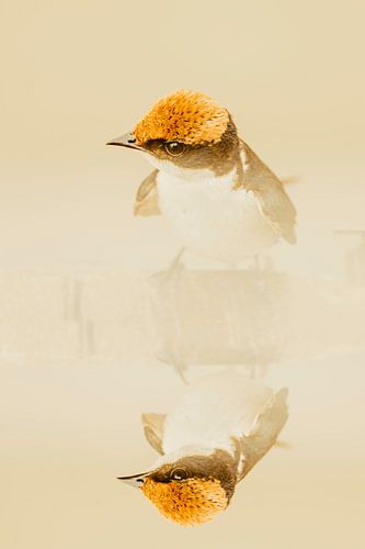 Vogel sieht sich selbst