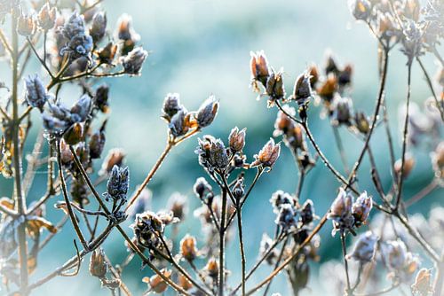 Winterdroom van bevroren bloemknoppen van Marion Peeten