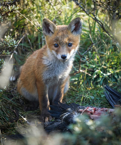 Young fox with its prey
