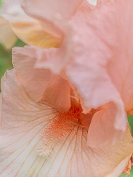 Roze Iris - Iris van Mixed media vector arts