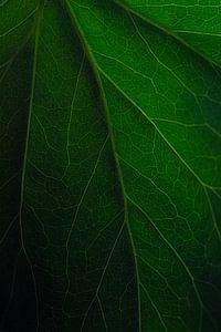 A close up of a leaf by Nynke Altenburg
