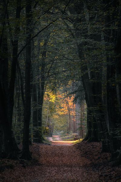 Herbst von Jeroen Linnenkamp